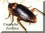 Cucaracha Zoofilica profile picture