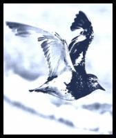 Turnstone profile picture