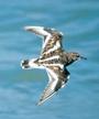 Turnstone profile picture