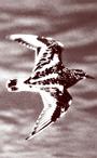 Turnstone profile picture