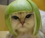 fruit helmet cat profile picture