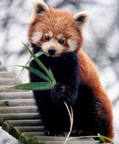 Red Panda Complex profile picture