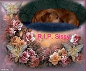 Laurissa (Lou) R.I.P. David & Jerry. profile picture