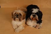 Millie & Alfie profile picture