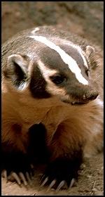 Badger Ford profile picture