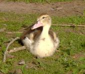 All Quacked Up Mini Farm & Sanctuary profile picture