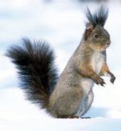 iamthesquirrelking