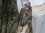 greyhound adoption kennel profile picture