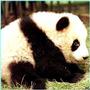 pANDAS profile picture