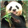 pANDAS profile picture