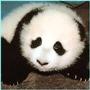 pANDAS profile picture