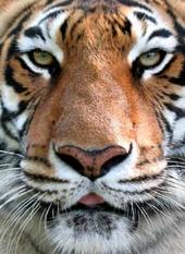 Tiger profile picture