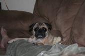 Joey da Pug profile picture