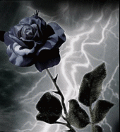 The Black Rose profile picture