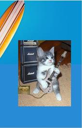 JR Reverb Cat profile picture