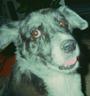 Yogi (R.I.P. Ziggy-we all love & miss you so m profile picture