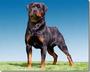 Von Elite Rottweiler Kennel profile picture