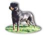 Von Elite Rottweiler Kennel profile picture