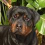 Von Elite Rottweiler Kennel profile picture