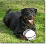 Von Elite Rottweiler Kennel profile picture