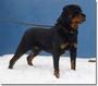 Von Elite Rottweiler Kennel profile picture