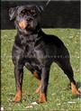 Von Elite Rottweiler Kennel profile picture