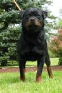 Von Elite Rottweiler Kennel profile picture