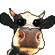 dowcow