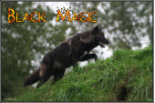 blackmagicwolf