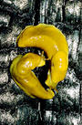 Banana Slug Farm profile picture